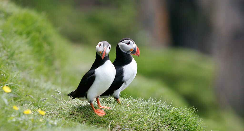 header_puffin.jpg thumbnail